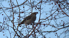 Bombycilla garrulus