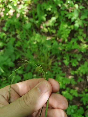 Poa nemoralis iNat (1)