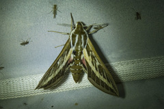 Hyles livornicoides