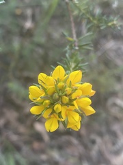 Phyllota