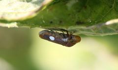 Oncometopia hamiltoni