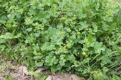 Alchemilla subcrenata