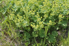 Alchemilla subcrenata