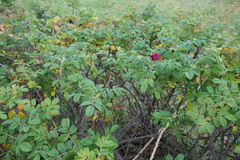 Rosa rugosa