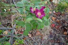 Rosa rugosa