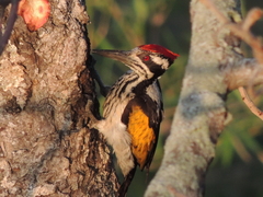 Chrysocolaptes festivus