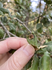 Callirhytis perfoveata