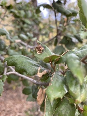 Callirhytis perfoveata