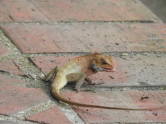 Calotes versicolor