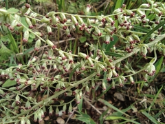 Artemisia umbrosa