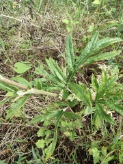 Artemisia umbrosa