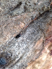 Pseudomorphini