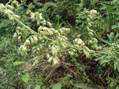 Artemisia umbrosa