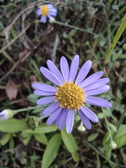 Aster pekinensis