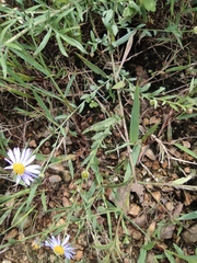 Aster pekinensis