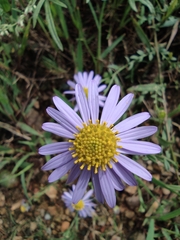 Aster pekinensis