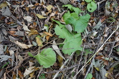 Petasites japonicus