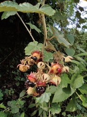 Rubus alceifolius
