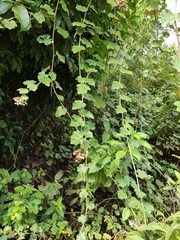 Rubus alceifolius