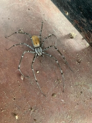 Euprosthenops