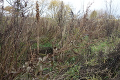 Cardiocrinum cordatum