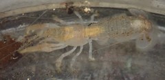 Upogebia pugettensis