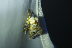 Epicoma melanospila