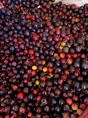 Vaccinium leucanthum