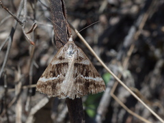 Dichromodes stilbiata