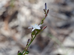 Caesia parviflora parviflora