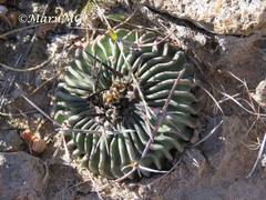 Echinofossulocactus phyllacanthus