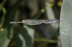 Austrolestes aridus