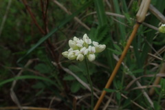 Lotus discolor