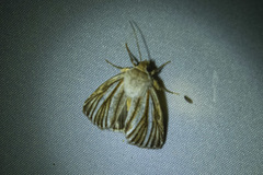 Heliocheilus cramboides