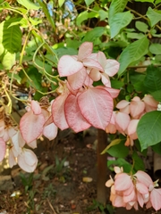 Mussaenda philippica