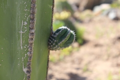 Lophocereus