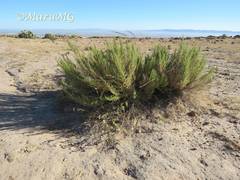 Brickellia spinulosa