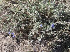 Salvia chamaedryoides