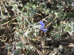 Salvia chamaedryoides