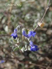 Salvia chamaedryoides