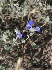 Salvia chamaedryoides