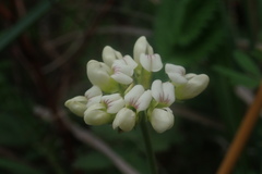 Lotus discolor