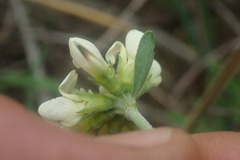 Lotus discolor