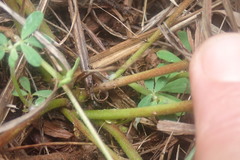 Lotus discolor