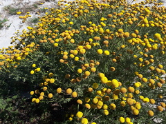 Oncosiphon suffruticosus