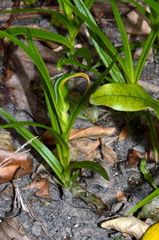 Pterostylis cardiostigma