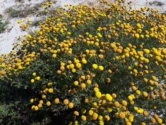 Oncosiphon suffruticosus