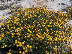 Oncosiphon suffruticosus