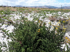 Asparagus rubicundus