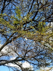 Vachellia lahai